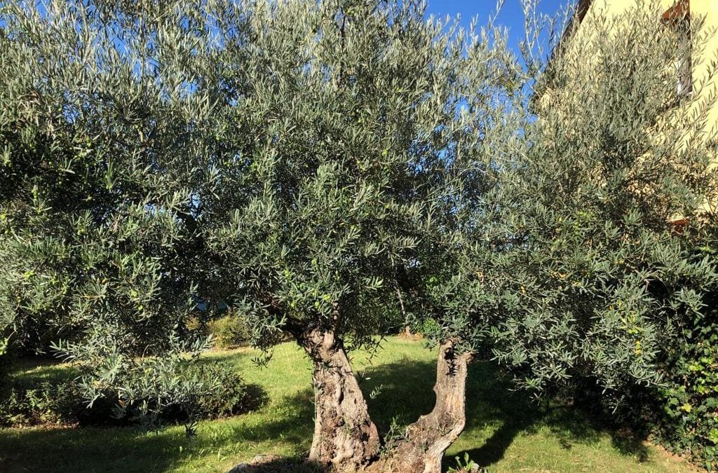 Azienda agricola bonazza